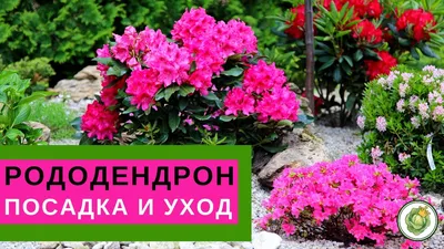 Фон с рододендроном для вашего телефона