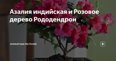 Изображение рододендрона в рассветные часы