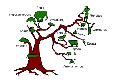 Прекрасные фото декоративных деревьев на ios устройства