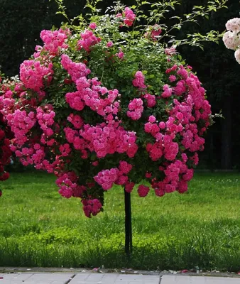 Дерево роза: огромная фотография с высоким разрешением