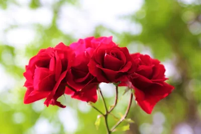Фото дерева роза с ярким освещением: природа во всей своей красе
