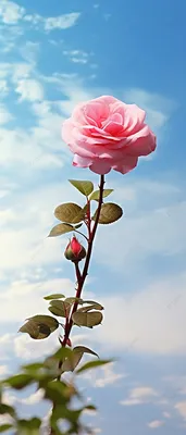Фото дерева роза для декоративных целей: оживите свое пространство