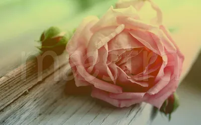 Шедевр природы: фотография дерева роза во всей его красе