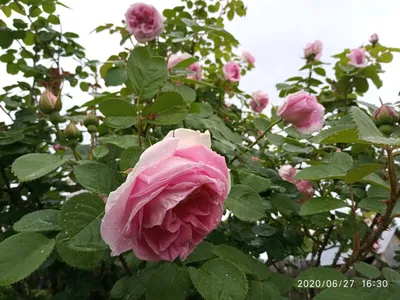 Скачать дерево роза в формате jpg