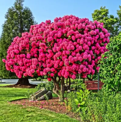 Дерево роза: портал в мир роскошной красоты
