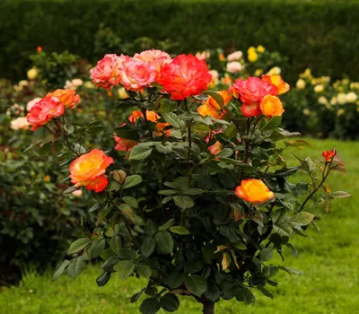 Уникальная фотография дерева роза в png формате