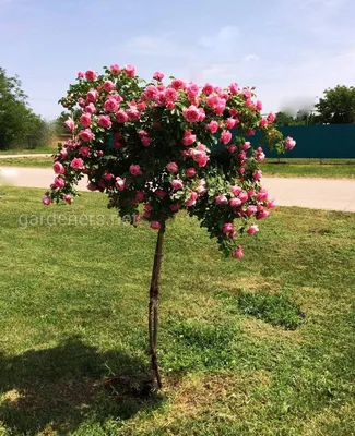 Дерево роза в формате webp: оптимальное сжатие без потери качества