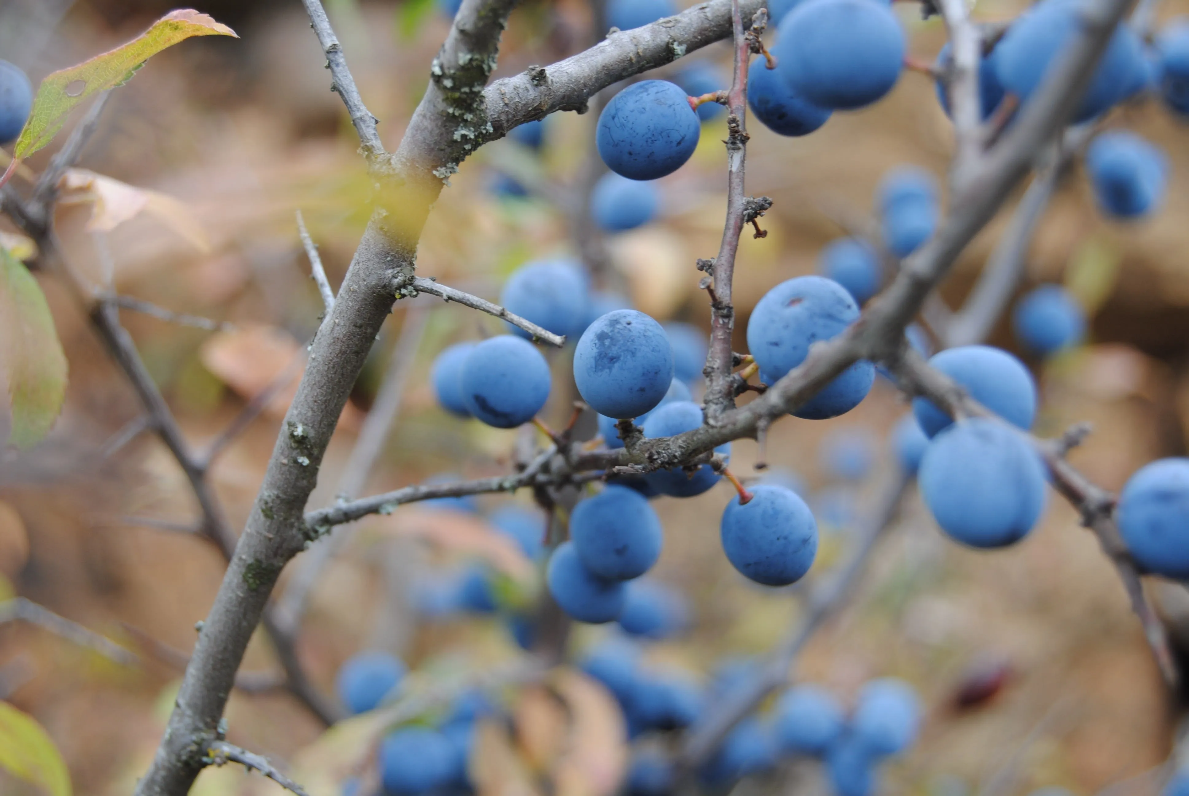 Синяя ягода кустарник как называется. Синяя ягода кустарник. Дерево с синими ягодами. Куст с синими ягодами. Синие и голубые ягоды.