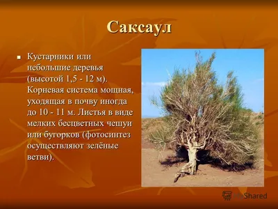 Изображения с саксаулом: скачать бесплатно различные форматы (JPG, PNG, WebP)