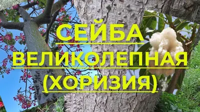 Удивительное дерево сейба: фотография, которая олицетворяет силу природы