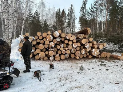 Разнообразие картинок дерева шестерина для скачивания