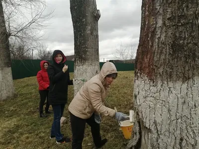 Искусство природы: фотографии дерева шестерина