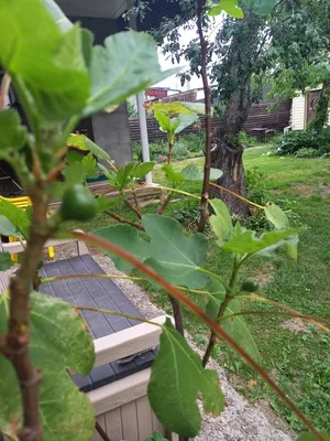 Уникальное дерево смоковницы на фотографии: приключение в природе