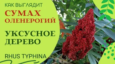 Потрясающая симфония цветов на снимке дерева сумах