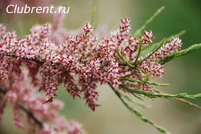 Магия природы: через объектив видео вам доступно фото дерева тамариск