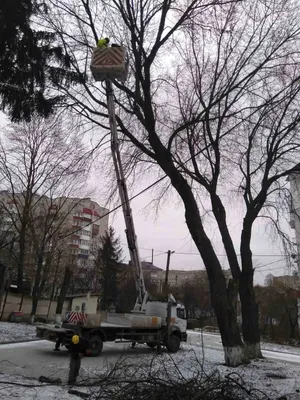 Магическая листва: великолепное дерево терн на снимке