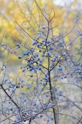 Загадочное растение: фотография дерева терн