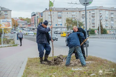 Изображение дерева терн на андроид устройство