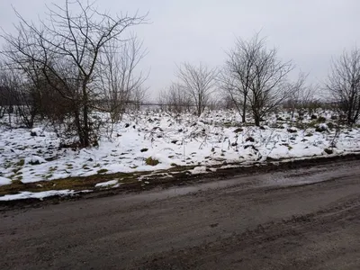 Магическое величие Дерева терн: зелень живой картины природы