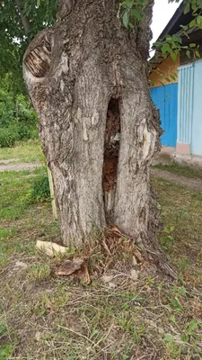 Фото тополя под лучами заката: загадочное сияние