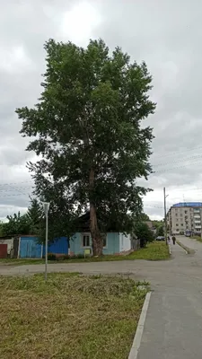 Бесплатные фото тополя - доступная красота природы