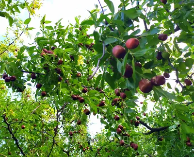 Удивительное Дерево унаби: больше чем просто дерево