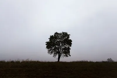 Скачать бесплатно фото дерева в поле: фотография на телефон и обои на айфон.