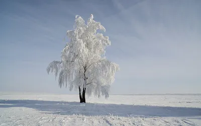 Заснеженное дерево: величие природы в зимнем облачении