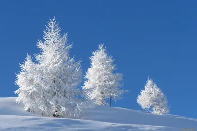 Подарок зимы: фото дерева, задумчиво стоящего под снегом