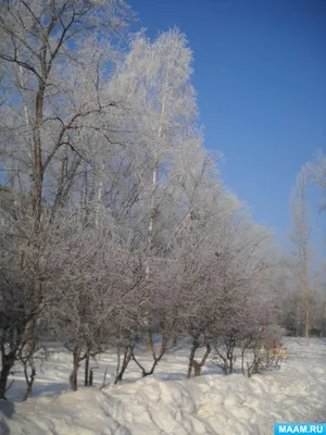 Фото дерева в снегу - красивое изображение природы