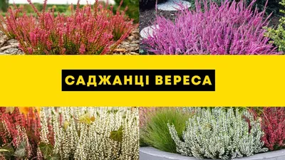 Фотография дерева вереска на айфон в HD разрешении