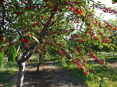 Красота дерева вишни на фото: бесплатно скачайте в HD качестве