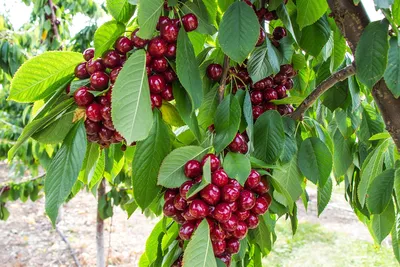 Фото дерева вишни на любой вкус: выбирайте формат и размер для скачивания