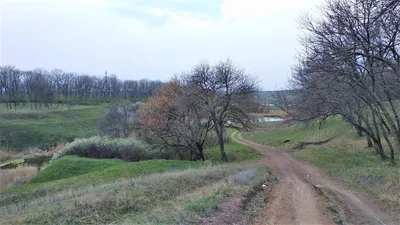 Фоткa дерева вонючка - скачать бесплатно