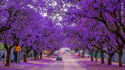 Фотка дерева жакаранда в хорошем качестве