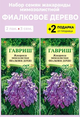 Волшебный сад из фиолетового: прекрасное Дерево жакаранда на фото