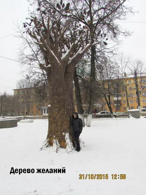 Картинка дерева желаний для скачивания