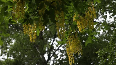 Искусство природы: уникальное фото Дерева золотой дождь