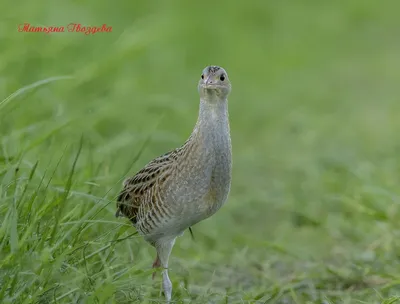 Уникальные снимки Дергачей в разных ракурсах