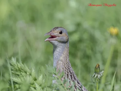 Лучшие изображения Дергачей для любителей птиц