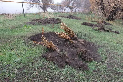 Фон с рисунком дерева: добавь природную атмосферу в свой дом