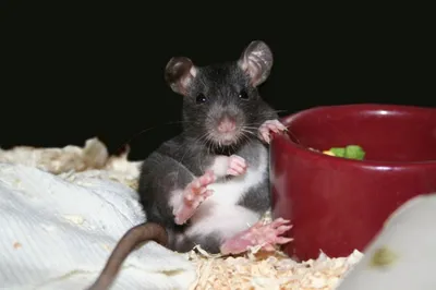 Крысиная красавица на фото в высоком разрешении