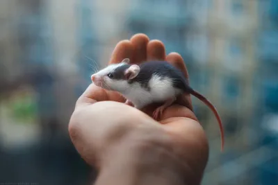 Удивительное изображение детеныша крысы в PNG формате