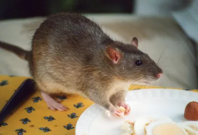 Фотография милого детеныша крысы с уникальными эффектами