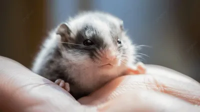 Удивительное изображение детеныша крысы в PNG формате с эффектом