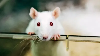 Фото очаровательного крысенка, доступное для скачивания с разных форматов