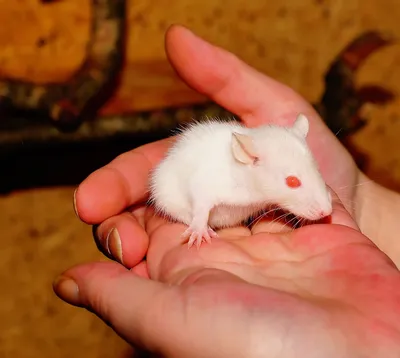 Уникальная картинка детеныша крысы в высоком разрешении