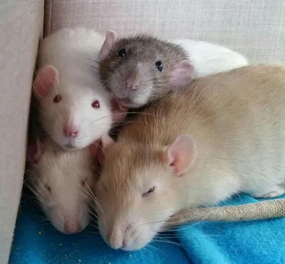 Стильное фото крысы с особыми эффектами