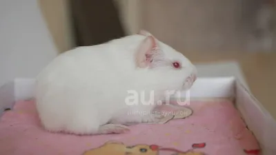 Очаровательная фотография маленького крысенка для вас