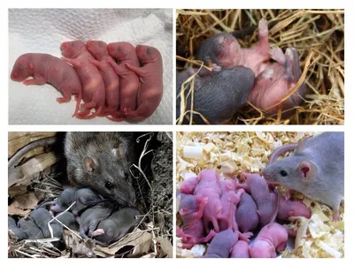 Фотография удивительного детеныша крысы с интересными эффектами